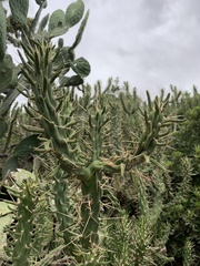 Austrocylindropuntia