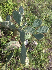 Opuntia anahuacensis