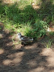 Chroicocephalus ridibundus