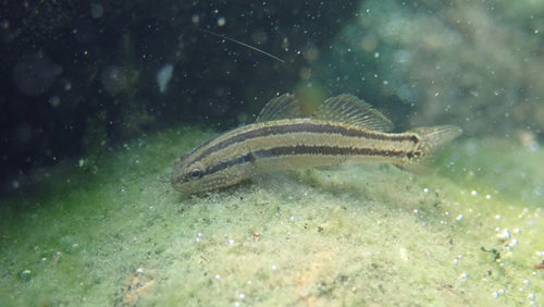 Shimofuri goby (Tridentiger bifasciatus) — Gobiidae — 5