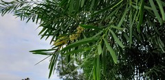 Acacia uncifolia