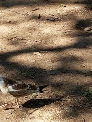 Chroicocephalus ridibundus