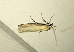 Eilema lutarella