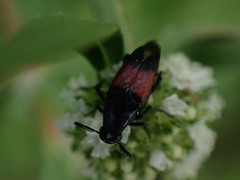 Macrosiagon cruenta