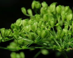 Peucedanum verticillare