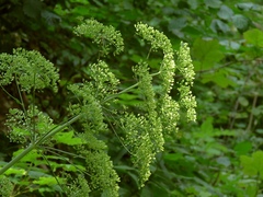 Peucedanum verticillare