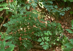 Peucedanum verticillare