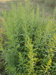 Solidago canadensis