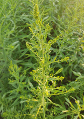 Solidago canadensis