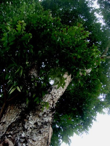 Swietenia mahagoni