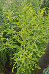 Solidago canadensis
