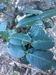 Bosistoa medicinalis