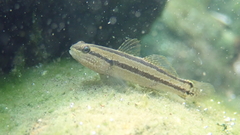 Tridentiger bifasciatus