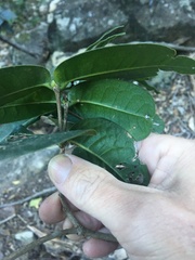 Bosistoa medicinalis