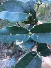 Bosistoa medicinalis