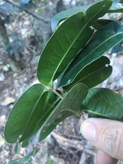 Bosistoa medicinalis