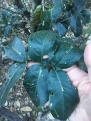 Bosistoa medicinalis