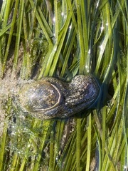 Haminoea alfredensis