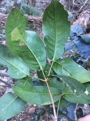 Bosistoa medicinalis