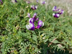 Astragalus lindheimeri