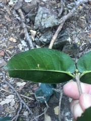 Bosistoa medicinalis