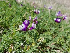 Astragalus lindheimeri
