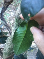 Bosistoa medicinalis