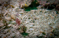 Phycocaris simulans