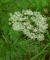 Peucedanum austriacum