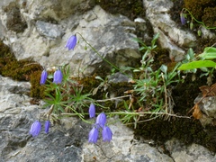 Campanula cespitosa
