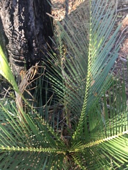 Macrozamia serpentina