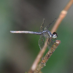Nesoxenia lineata