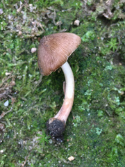 Inocybe digitula