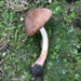 Inocybe digitula - Photo no rights reserved, uploaded by Sigrid Jakob