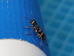 Xylotrechus antilope