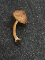 Inocybe digitula