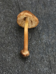 Inocybe digitula