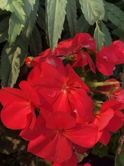 Pelargonium × hybridum