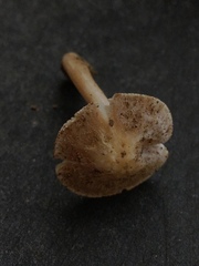 Inocybe acriolens