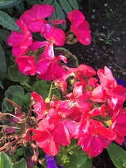 Pelargonium × hybridum