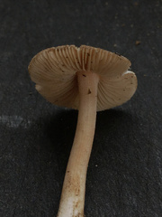 Inocybe acriolens