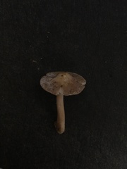 Inocybe acriolens