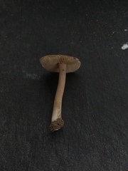 Inocybe acriolens