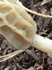 Morchella diminutiva