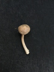 Inocybe acriolens