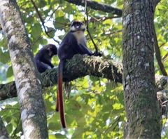 Cercopithecus ascanius schmidti