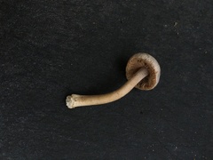 Inocybe acriolens