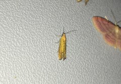 Lathronympha strigana