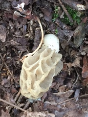 Morchella diminutiva