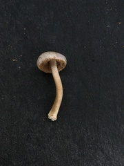Inocybe acriolens